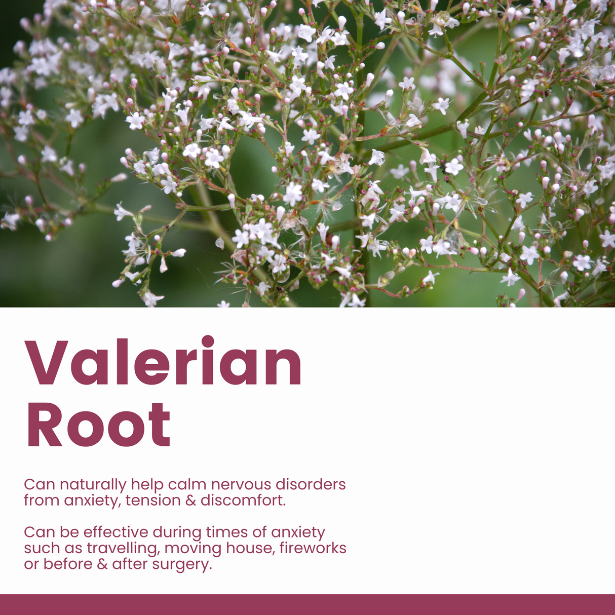 Calming Additive - Natural Liquid Valerian to Help Calm Dogs - 500ml Supplements Pet Wiz