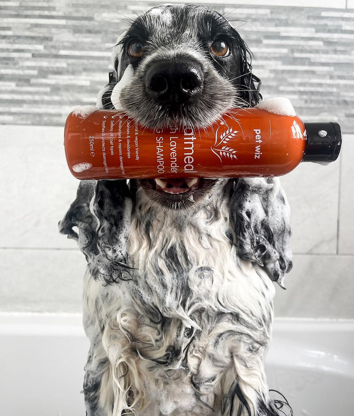 Oatmeal with Lavender Dog Shampoo - Expired March 2024 Grooming Pet Wiz