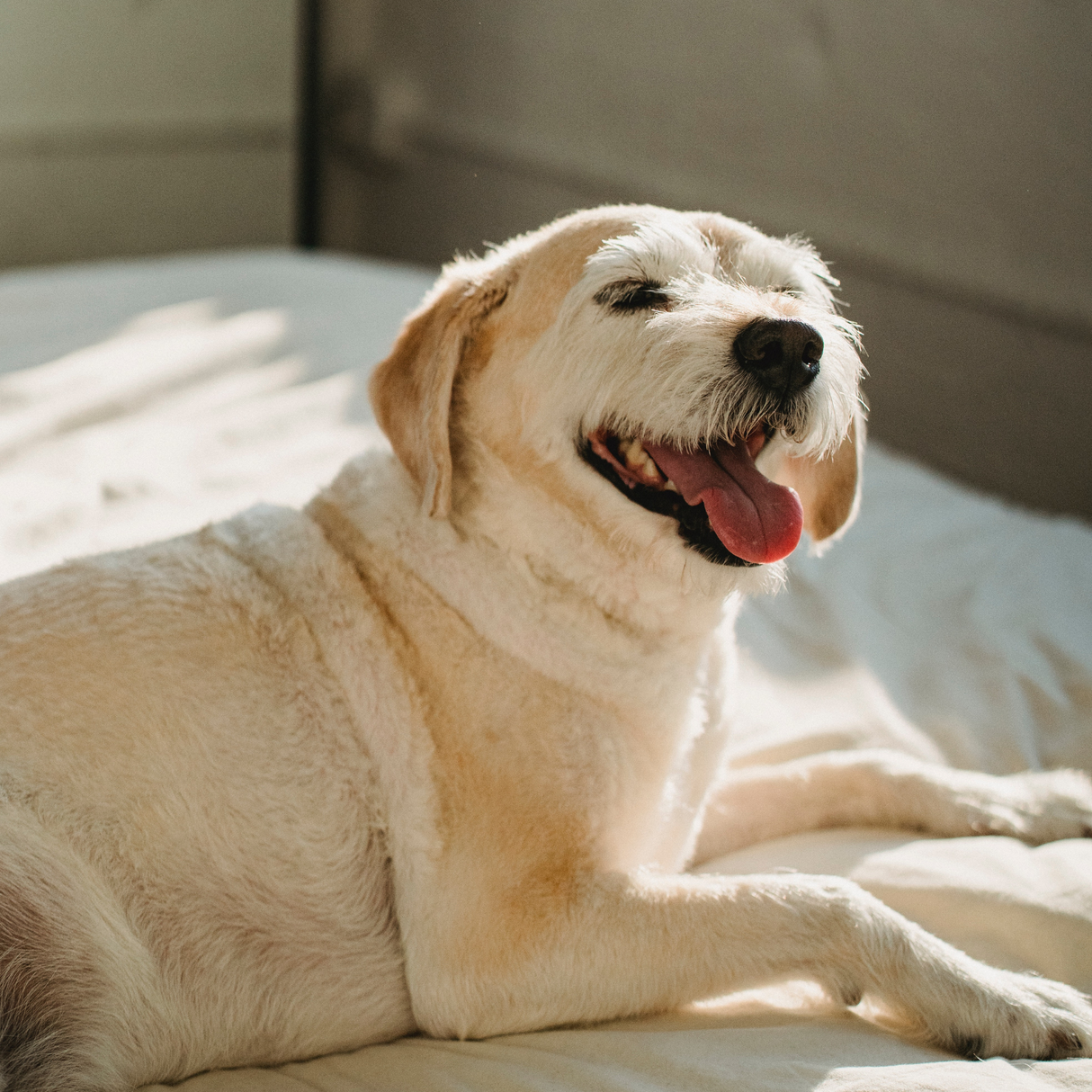 Calming Additive - Natural Liquid Valerian to Help Calm Dogs - 500ml Supplements Pet Wiz