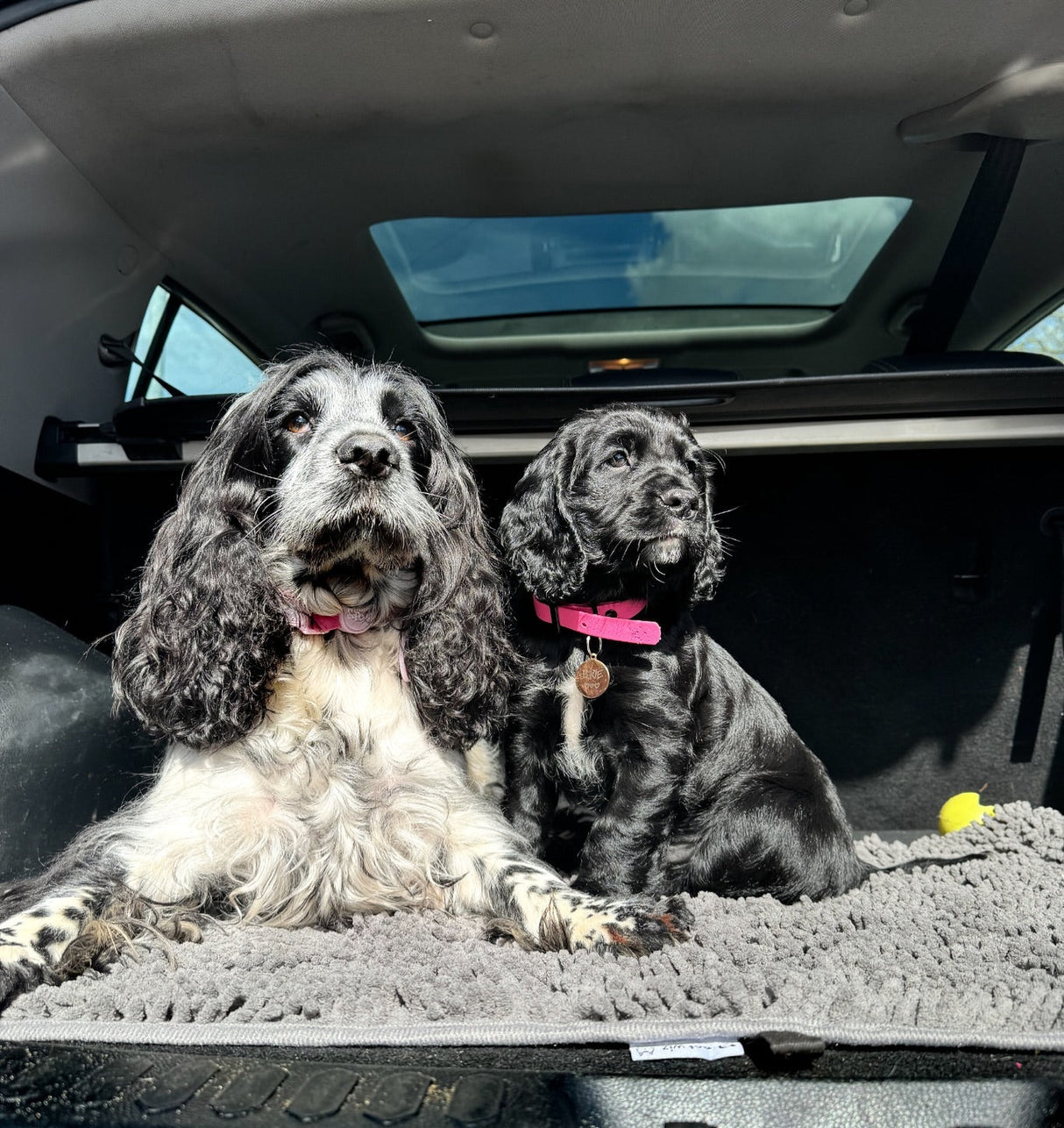 Plush Microfibre Noodle Mat Towels Pet Wiz