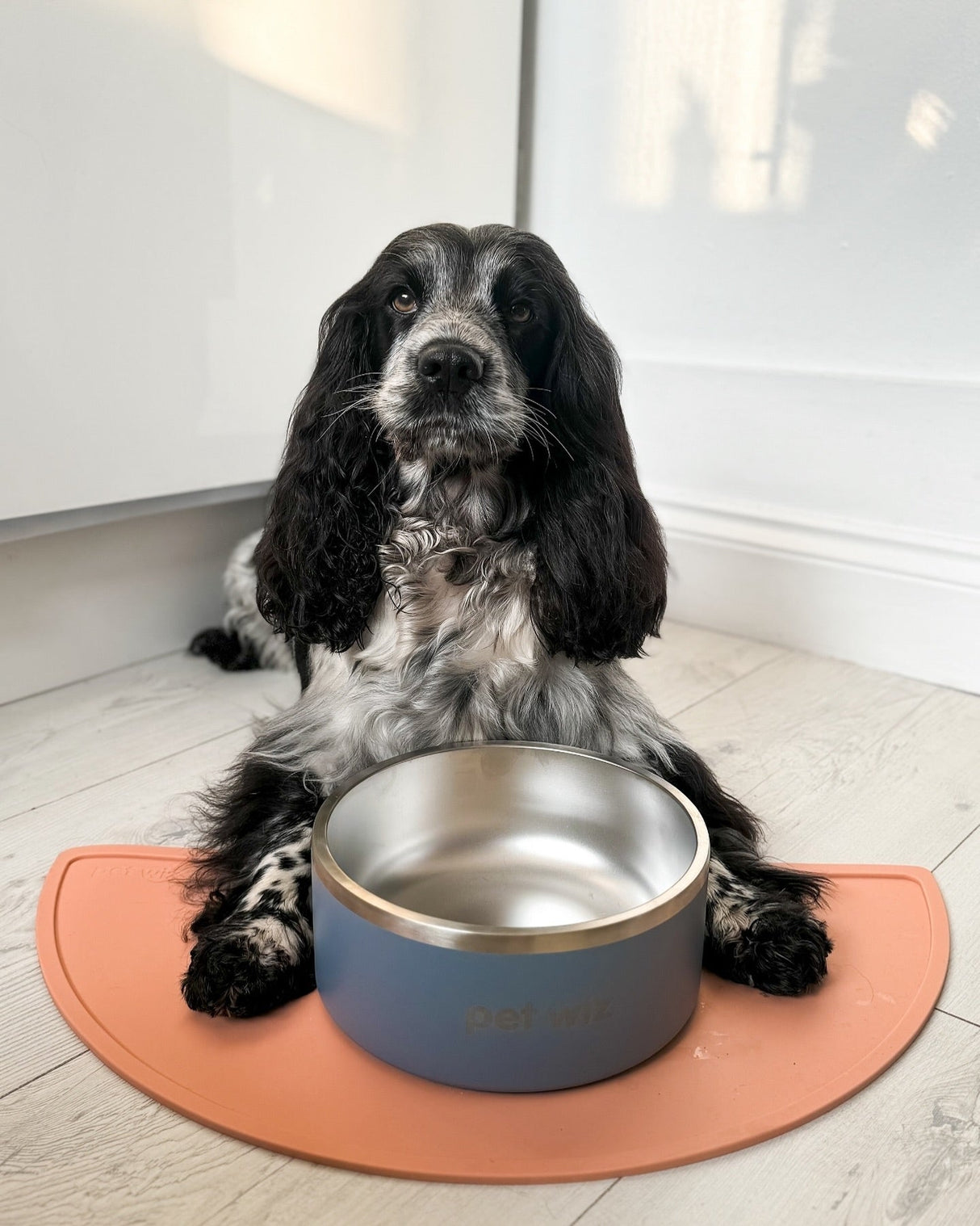 Stainless Steel Double Walled Bowl Feeding Pet Wiz