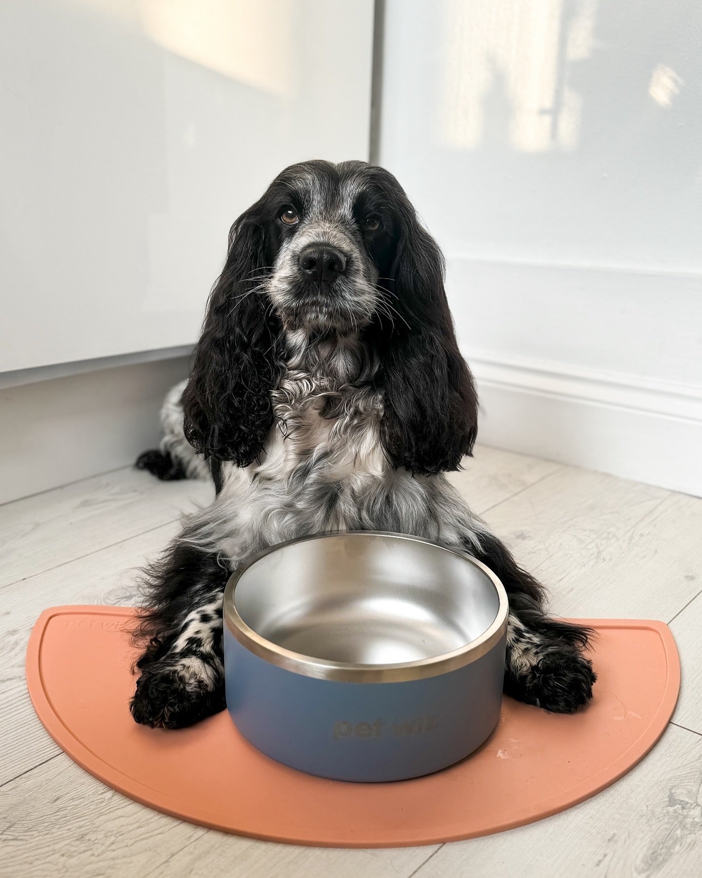 Stainless Steel Double Walled Bowl Feeding Pet Wiz
