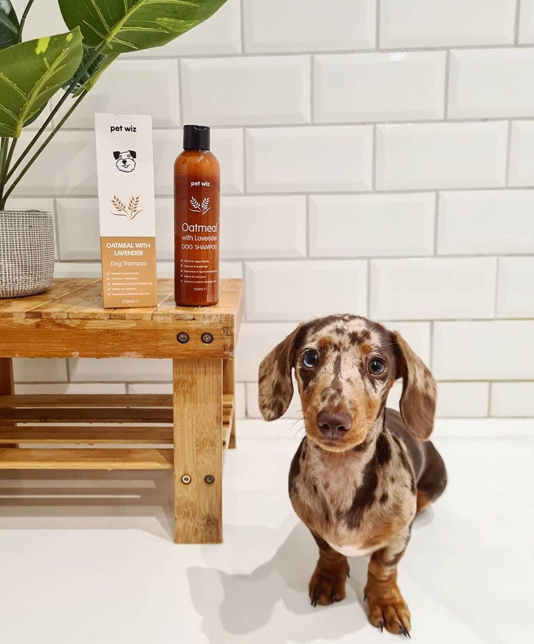 Oatmeal with Lavender Dog Shampoo - Expired March 2024 Grooming Pet Wiz