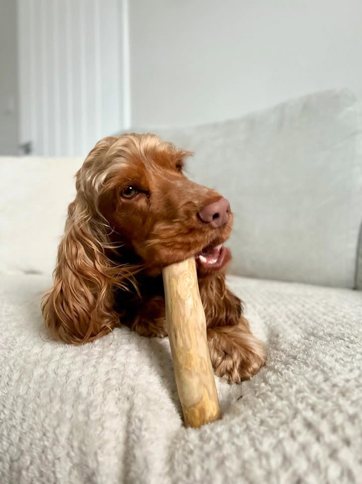 Coffee Wood Dog Chew pet feeding Pet Wiz