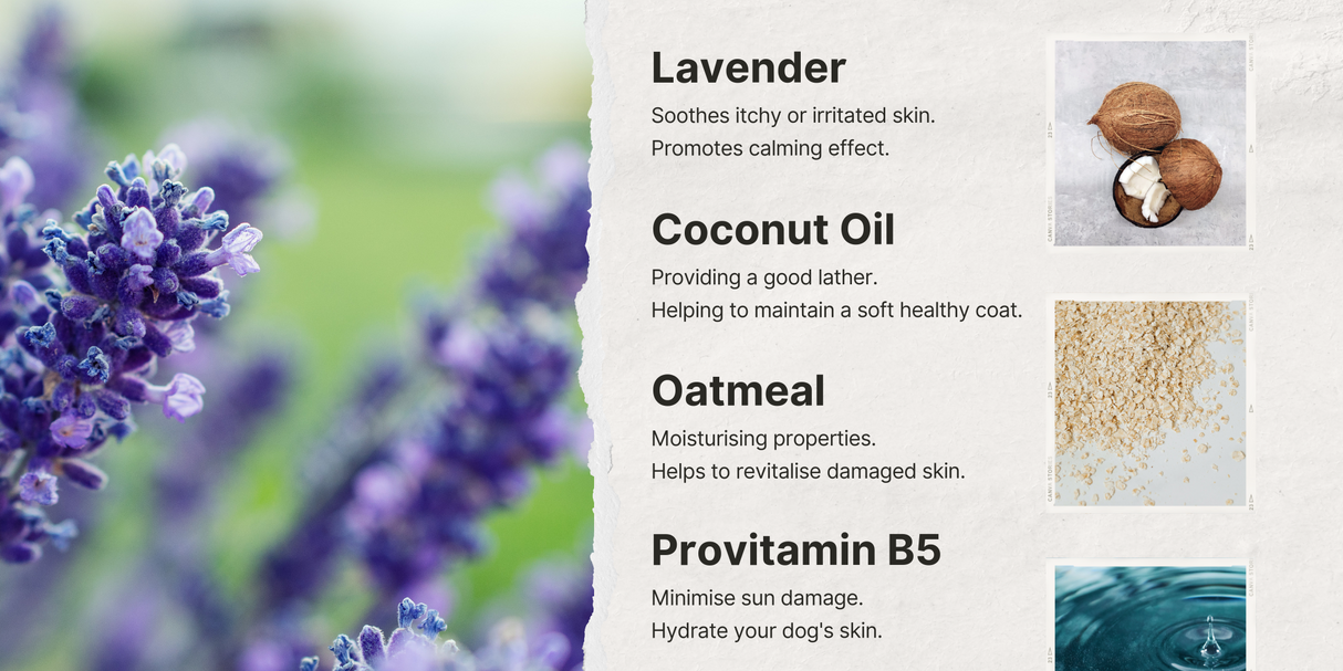 Oatmeal with Lavender Dog Shampoo - Expired March 2024 Grooming Pet Wiz