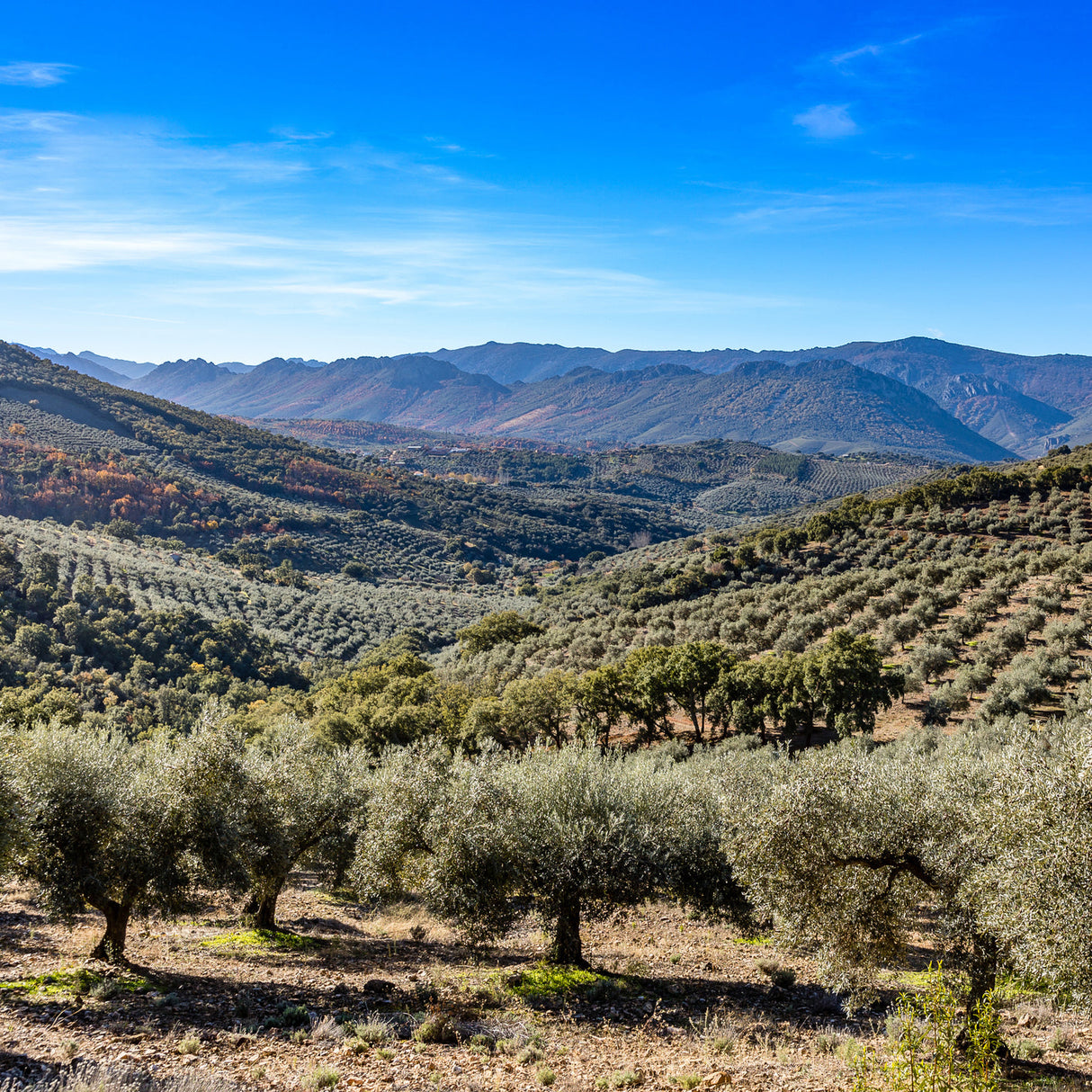 Olive Wood Chew - Enriched with Olive Oil Pet Wiz