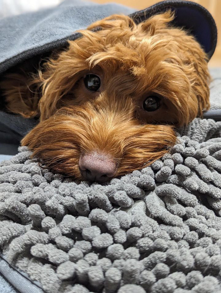 Quick Drying Microfibre Noodle Towel Towels Pet Wiz