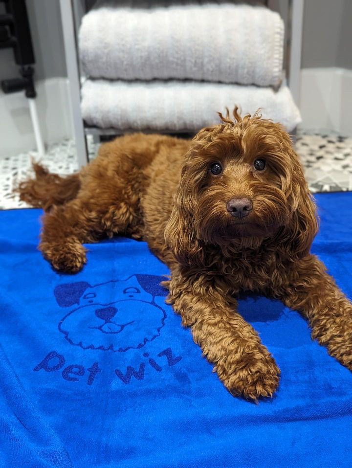 Microfibre Pet Towel - Extra Large Towels Pet Wiz