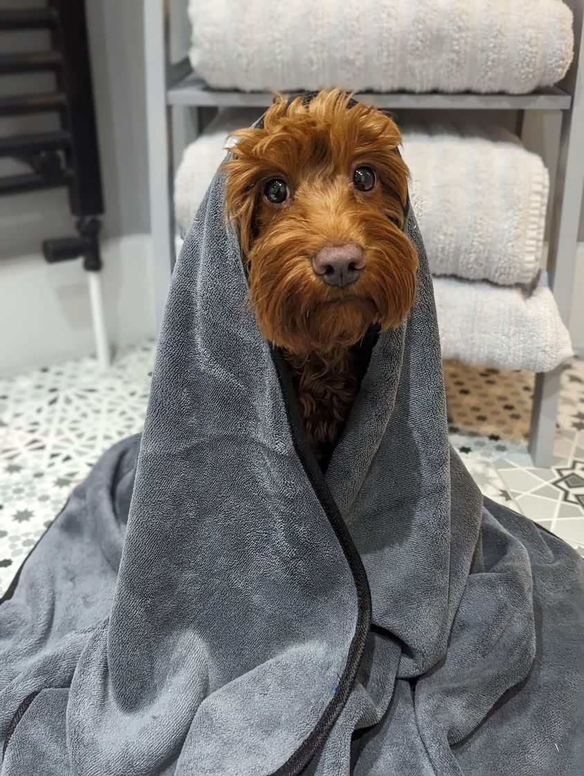 Microfibre Pet Towel - Extra Large Towels Pet Wiz