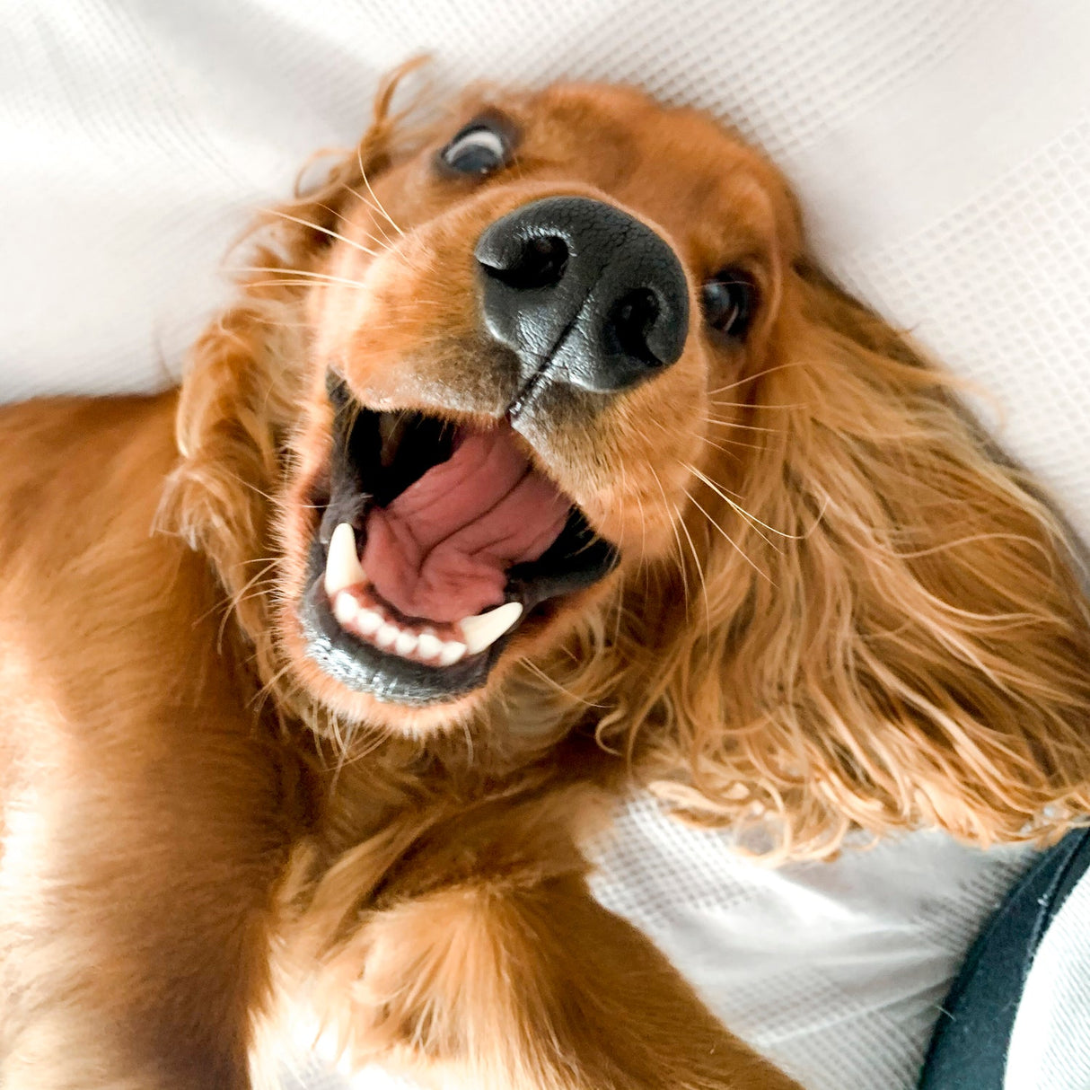 Pet Dental Gel with Soothing Aloe Dental Care Pet Wiz