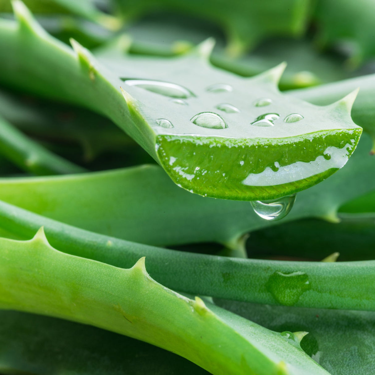 Pet Dental Gel with Soothing Aloe Dental Care Pet Wiz