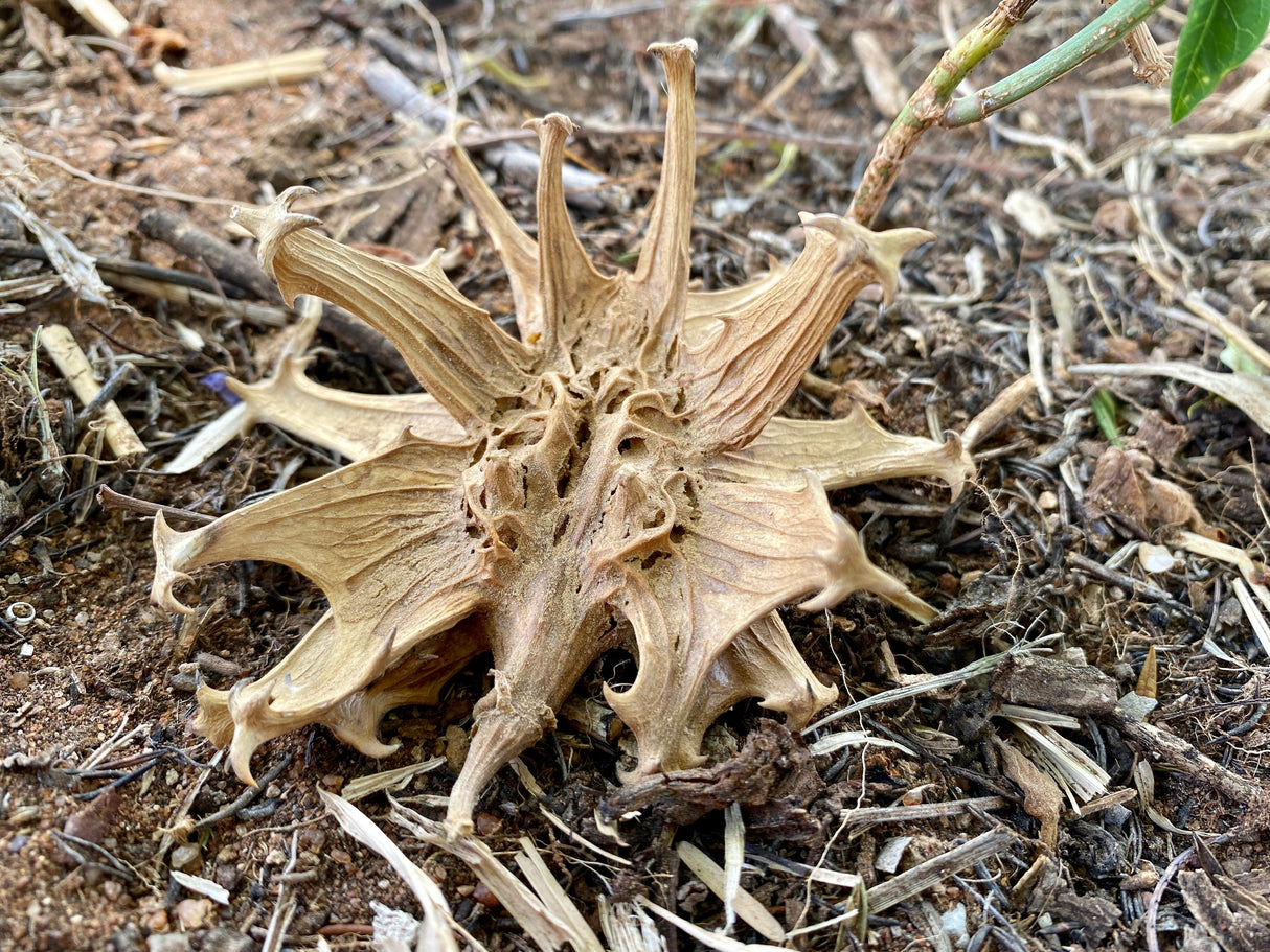 EquiRelief – Natural Joint Comfort, Bute-Free Supplements Pet Wiz