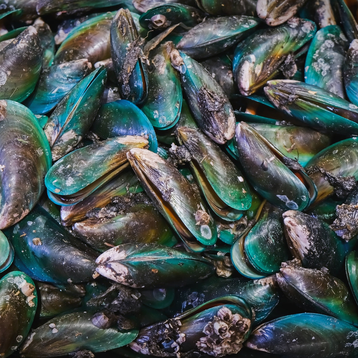 Green Lipped Mussel Powder - 100g Pet Wiz