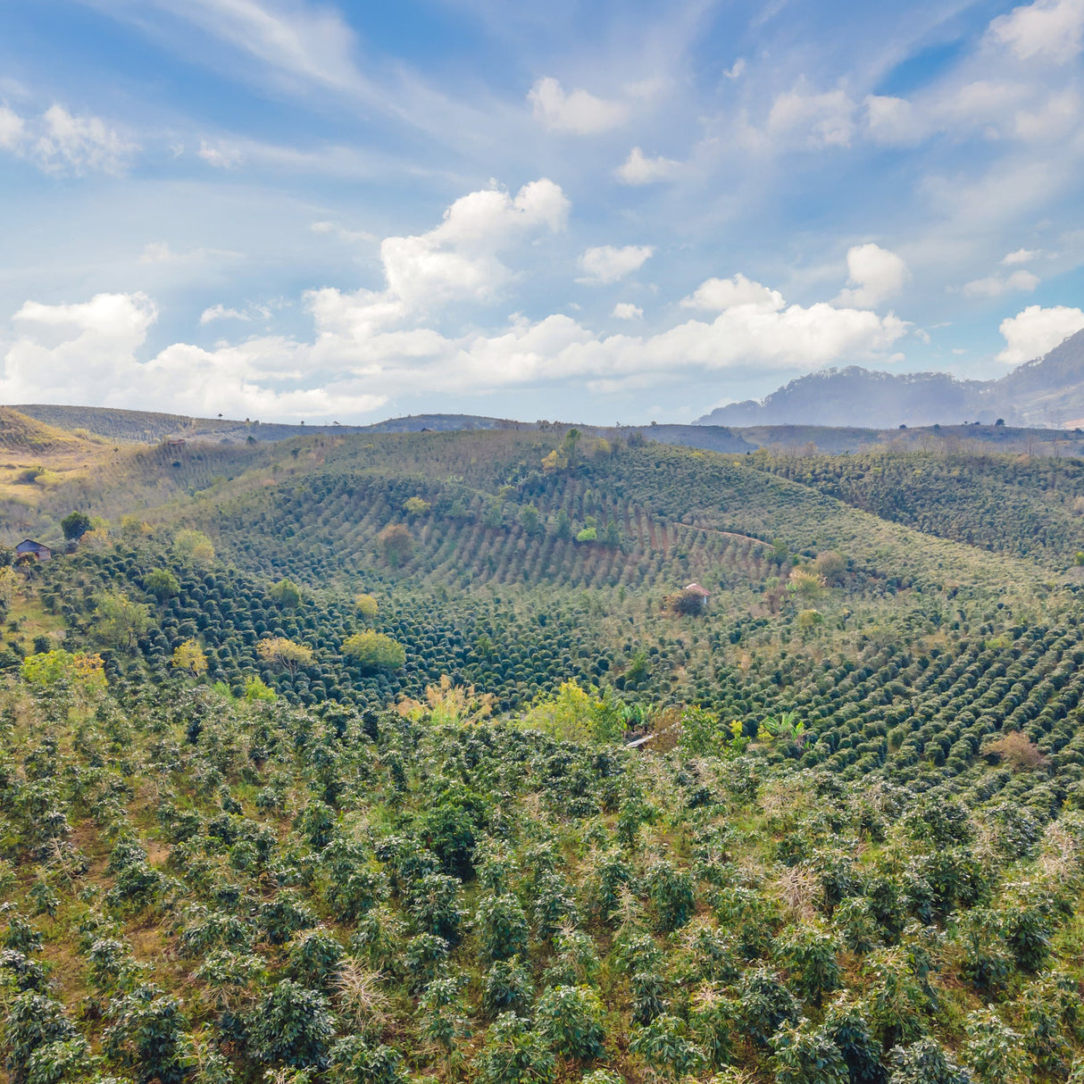 Coffee Wood Dog Chew pet feeding Pet Wiz