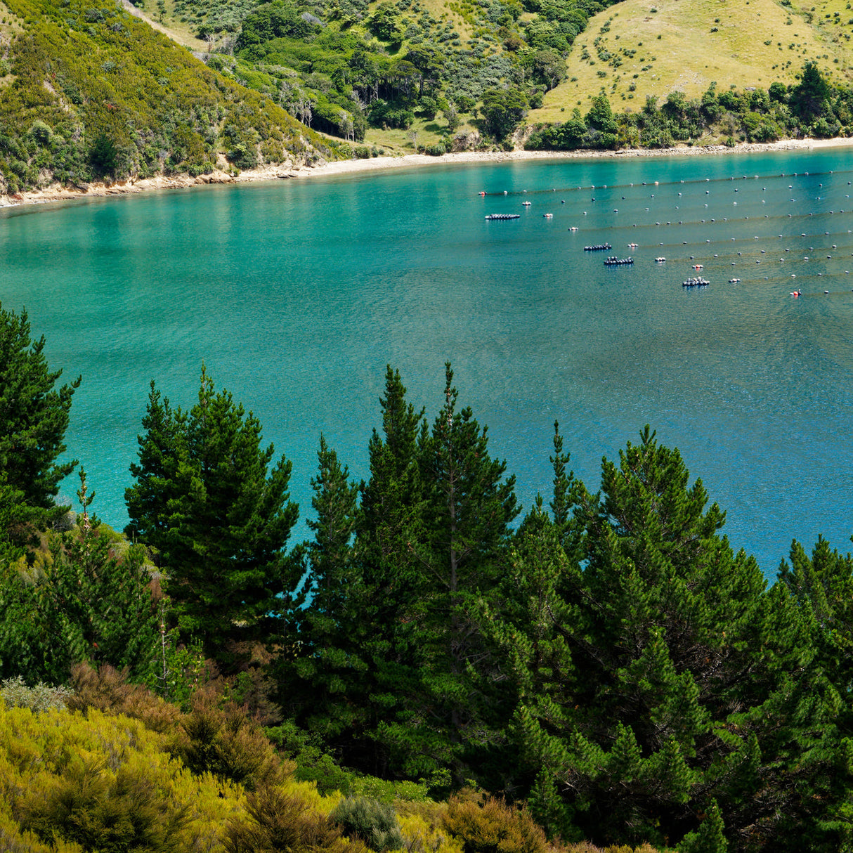 Green Lipped Mussel Powder - 100g Pet Wiz