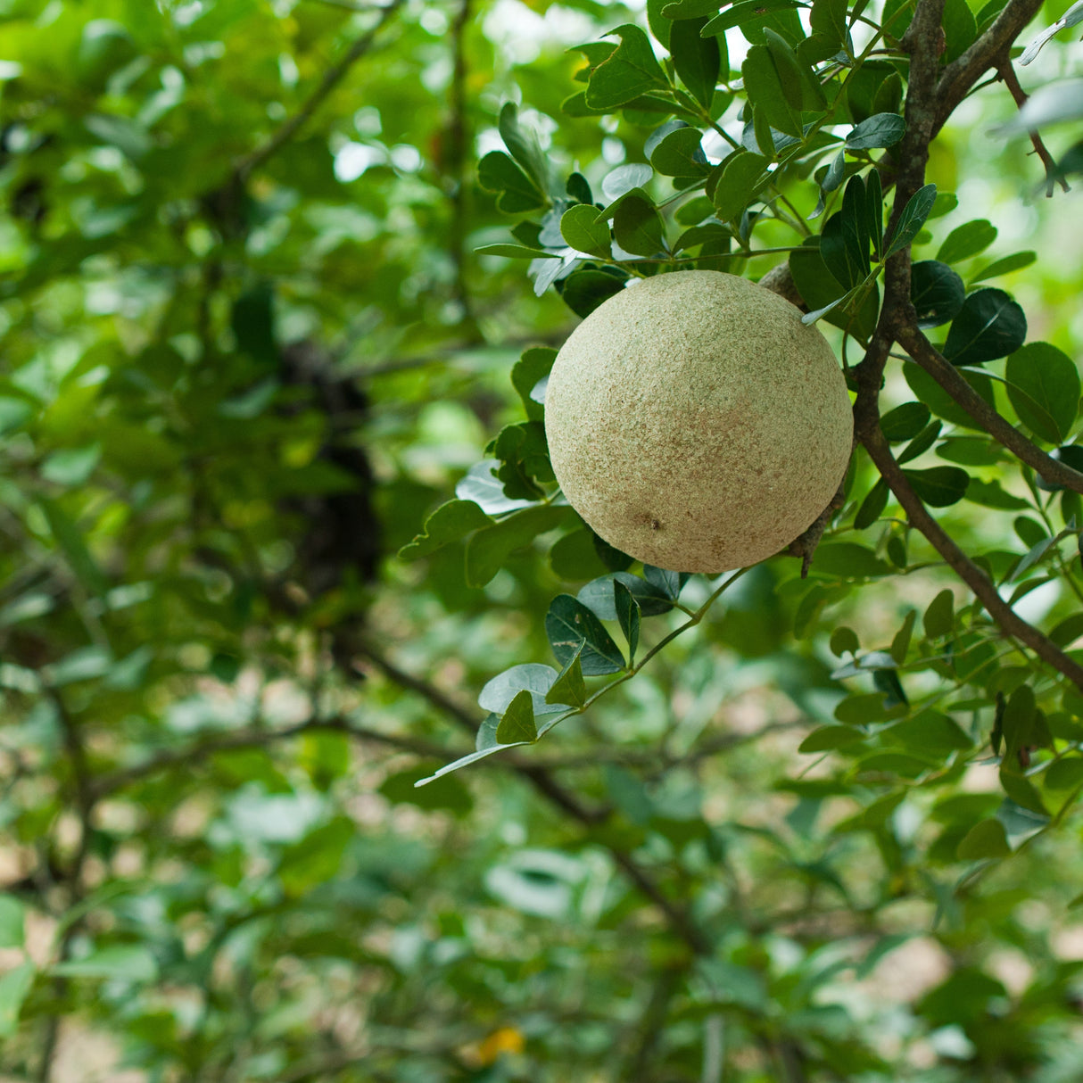 Sun Protection Spray for Pets Pet Wiz