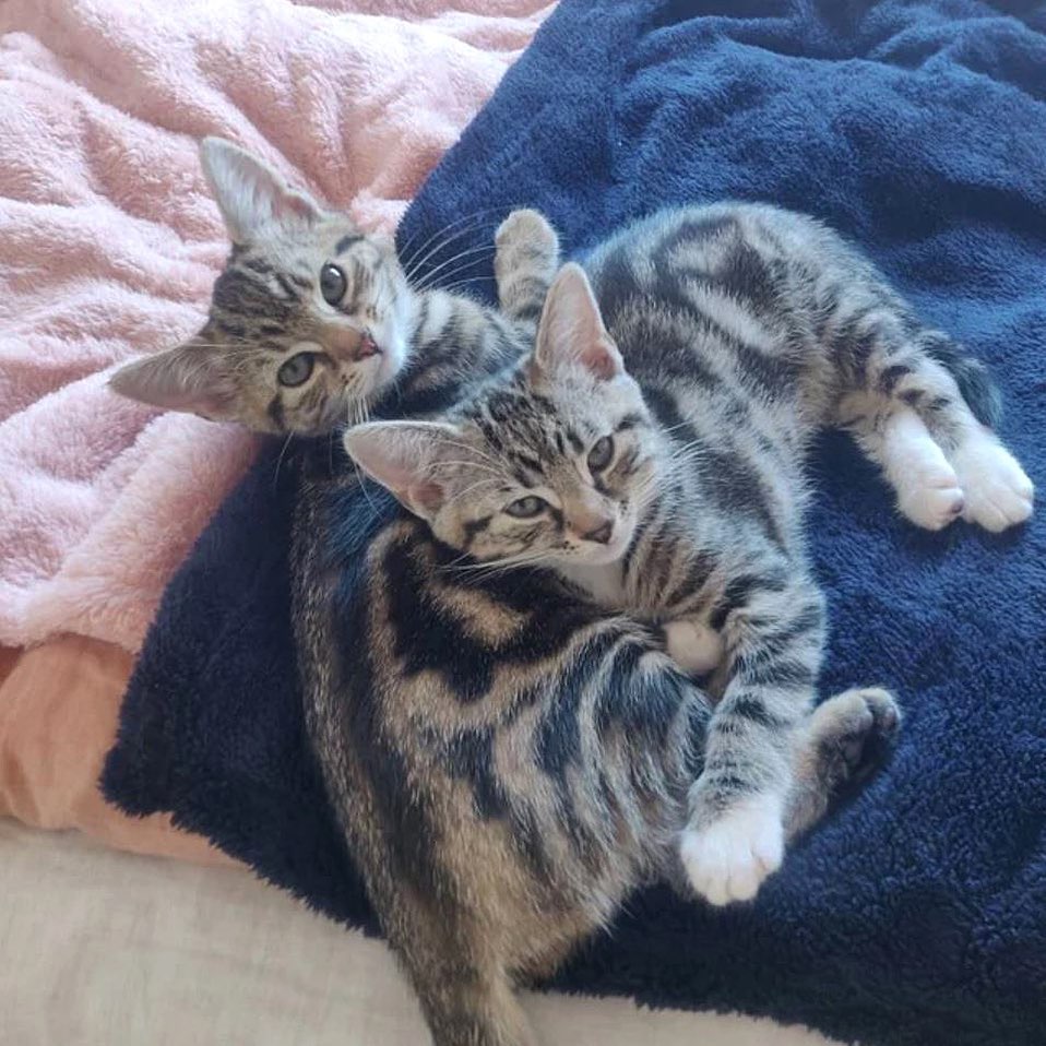 Fluffy Fleece Blanket - Soft & Warm Throw for Dogs & Cats Blankets Pet Wiz