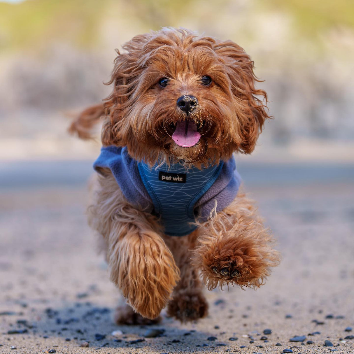 Pawfect Waves - Harness Pet Wiz