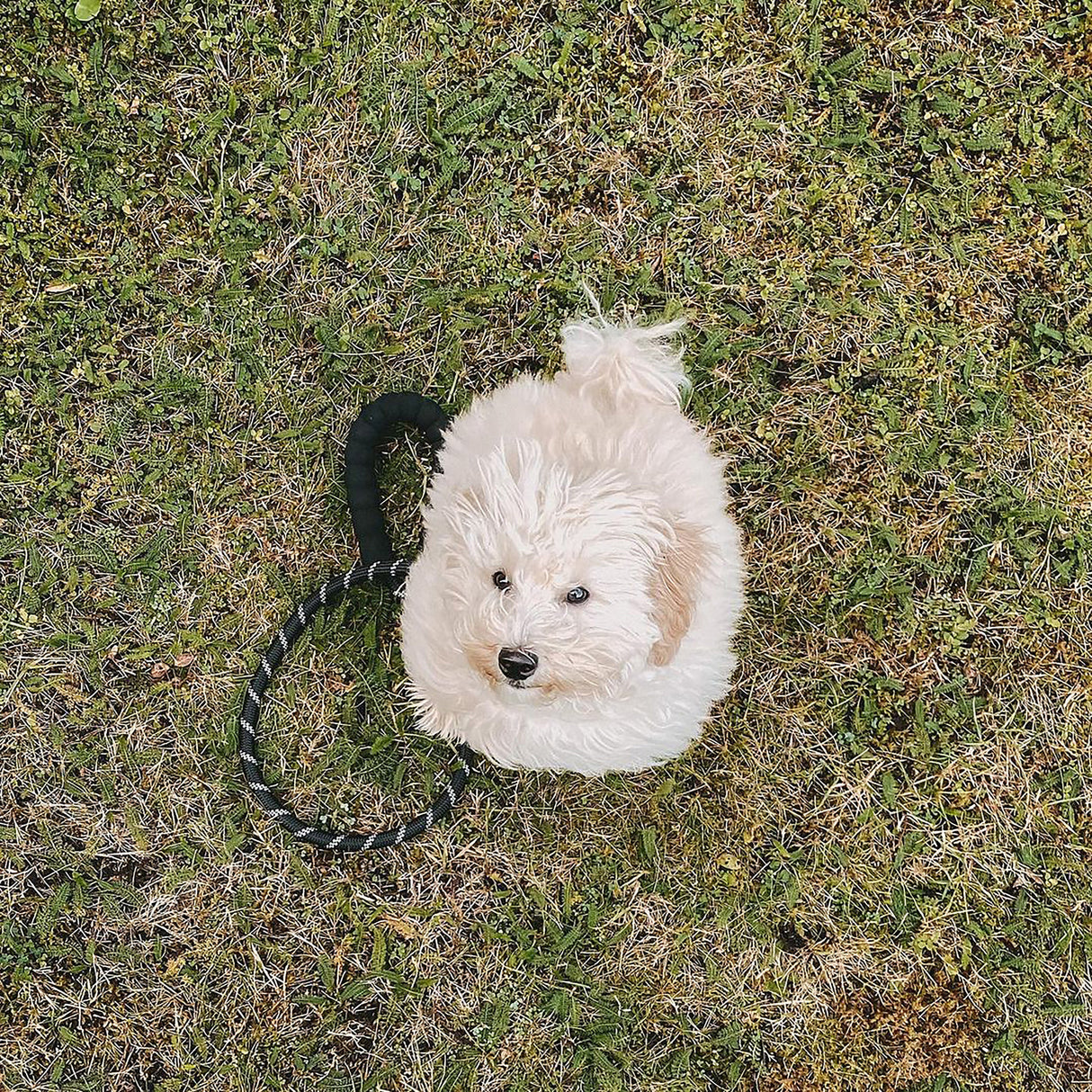 Dog Rope Lead With Reflective Stitching and Padded Handle - Size & Colour Options Collars Leads & Harnesses Pet Wiz