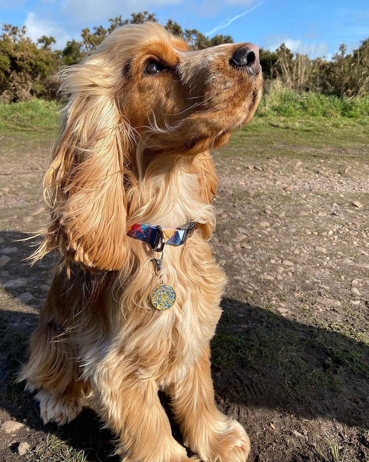 Geometric Collar, Lead, Harness Collars, Leads & Harnesses Pet Wiz