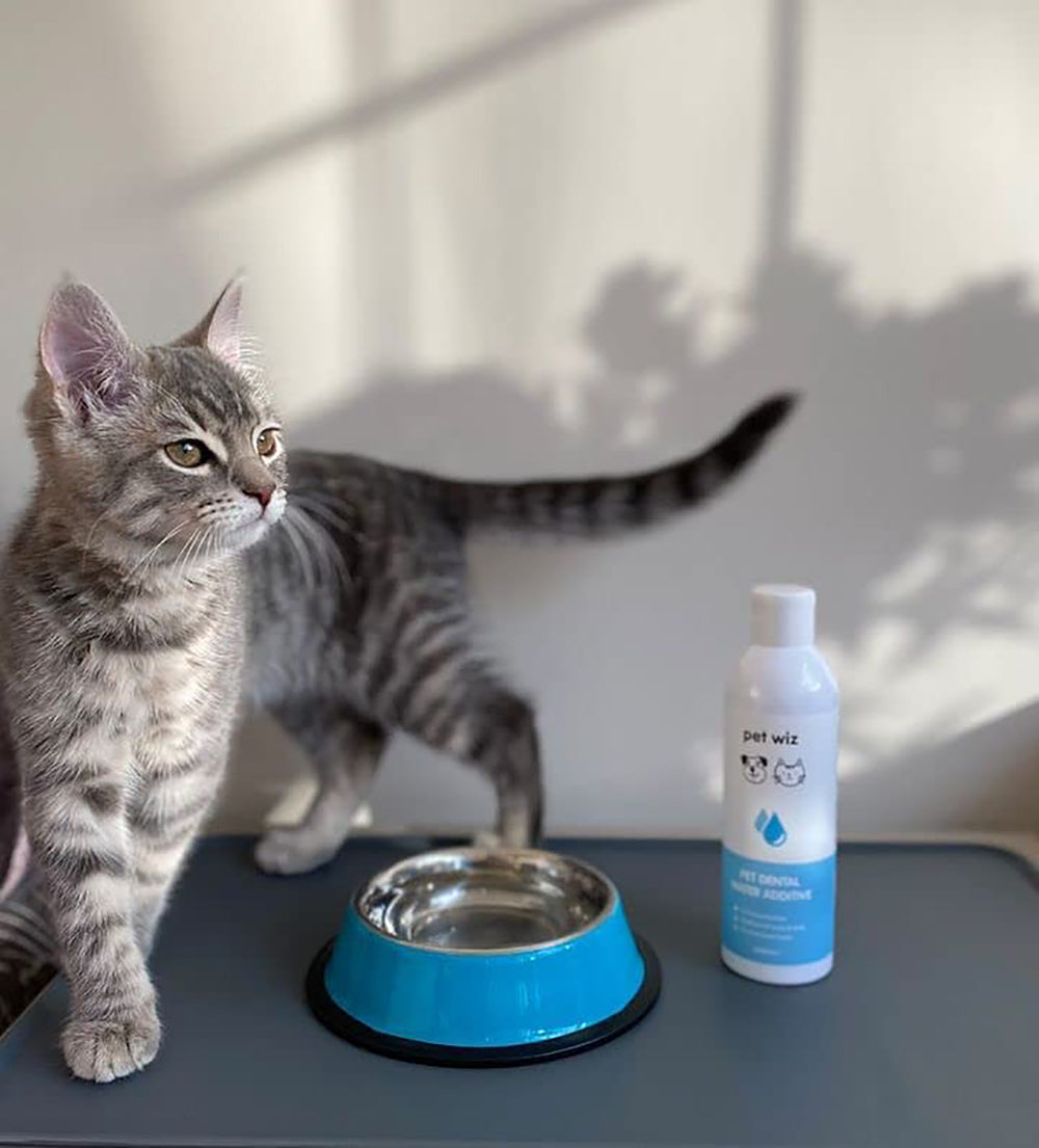 Dental Water Additive For Dogs & Cats - Plaque Remover, Treatment for Gums & Tartar, Promotes Fresh Breath Dental Water Additive Pet Wiz