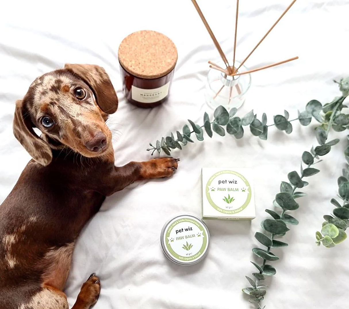 Organic Paw and Nose Balm for Dogs and Cats - Coconut Oil, Shea Butter, Vitamin E & Aloe Balm Pet Wiz