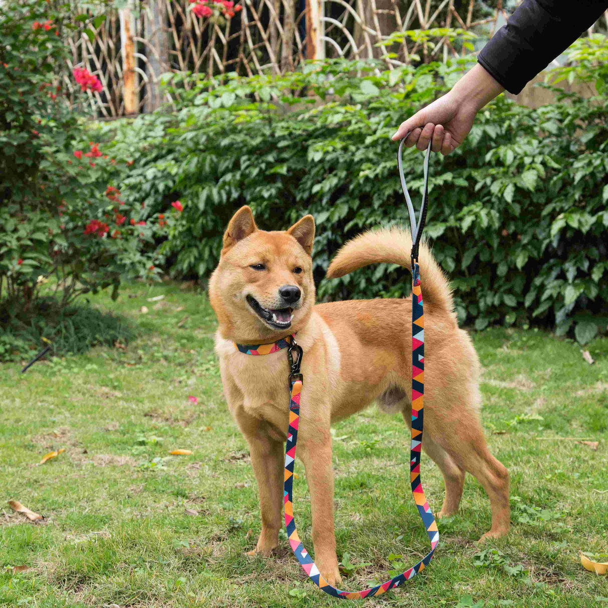 Geometric Collar, Lead, Harness Collars, Leads & Harnesses Pet Wiz