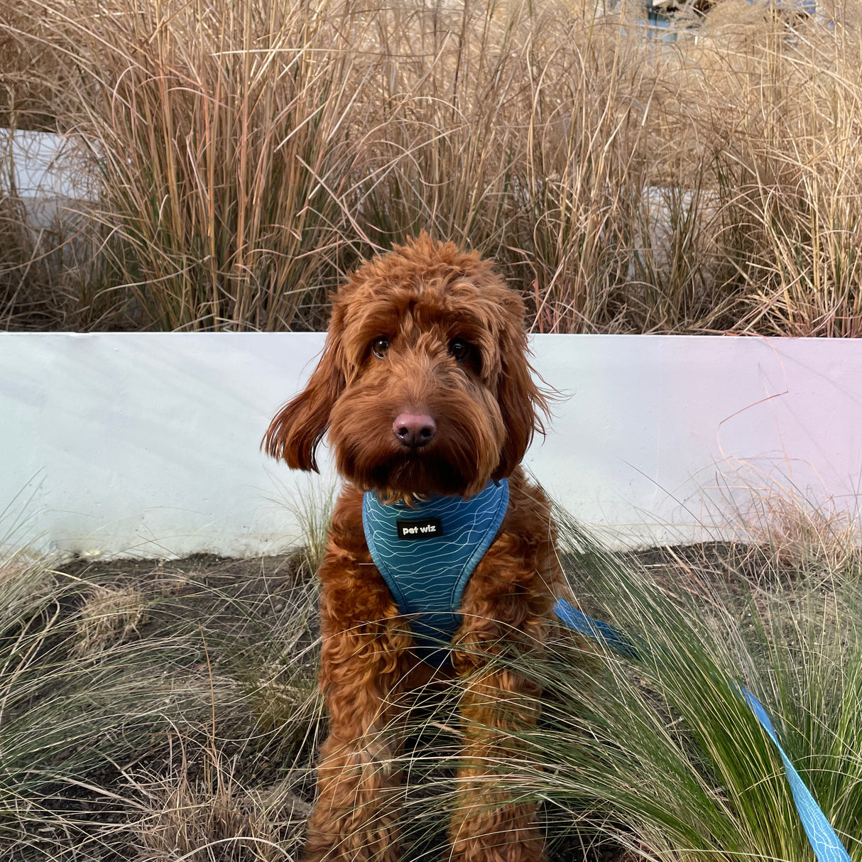 Pawfect Waves - Harness Pet Wiz