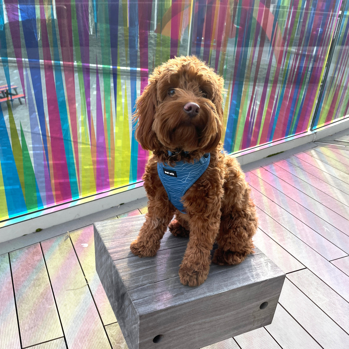 Pawfect Waves - Harness Pet Wiz