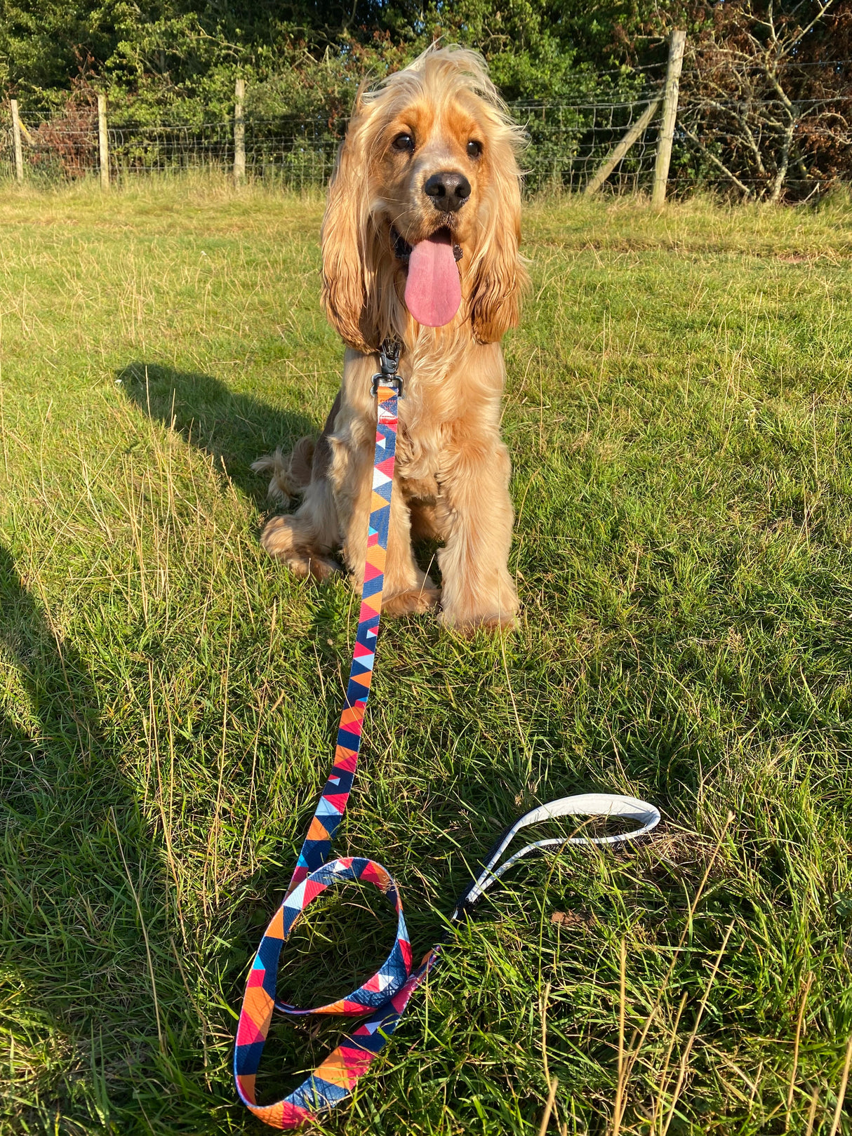 Geometric Collar, Lead, Harness Collars, Leads & Harnesses Pet Wiz