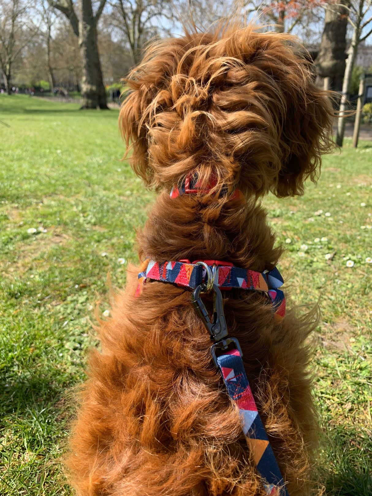 Geometric Collar, Lead, Harness Collars, Leads & Harnesses Pet Wiz