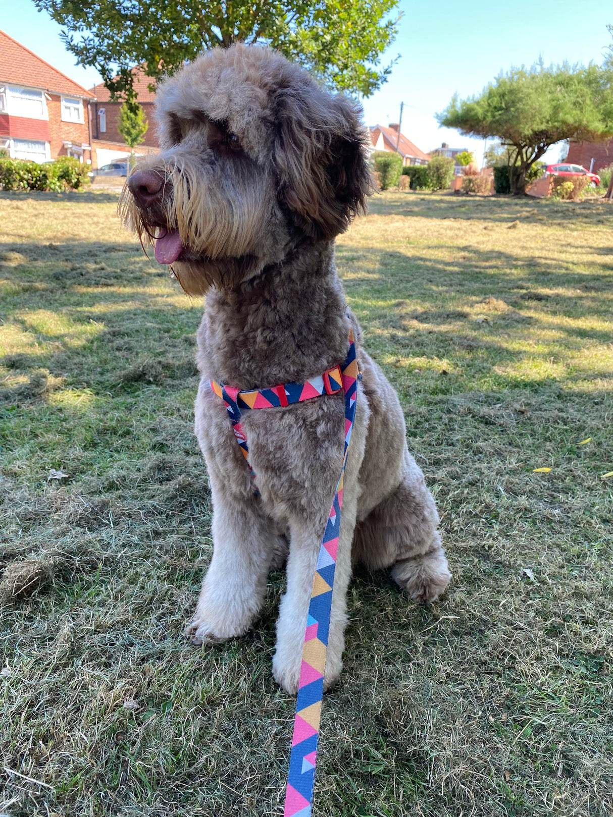 Geometric Collar, Lead, Harness Collars, Leads & Harnesses Pet Wiz