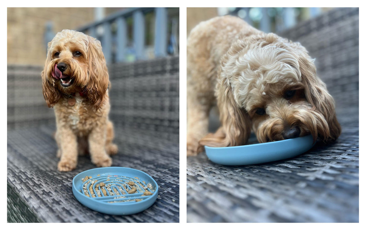 Silicone Slow Feeder Bowl With Suction Base Feeding Pet Wiz