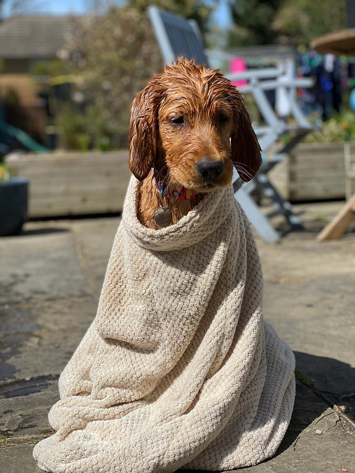 Premium Microfibre Dog Drying Bag | Super Absorbent & Fast Drying Bathrobe Towel Dog Apparel Pet Wiz