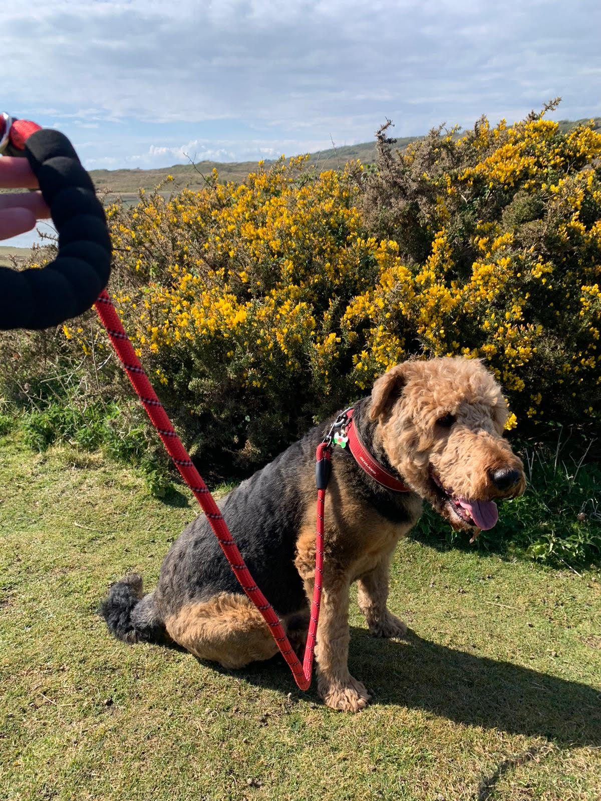 Dog Rope Lead With Reflective Stitching and Padded Handle - Size & Colour Options Collars Leads & Harnesses Pet Wiz