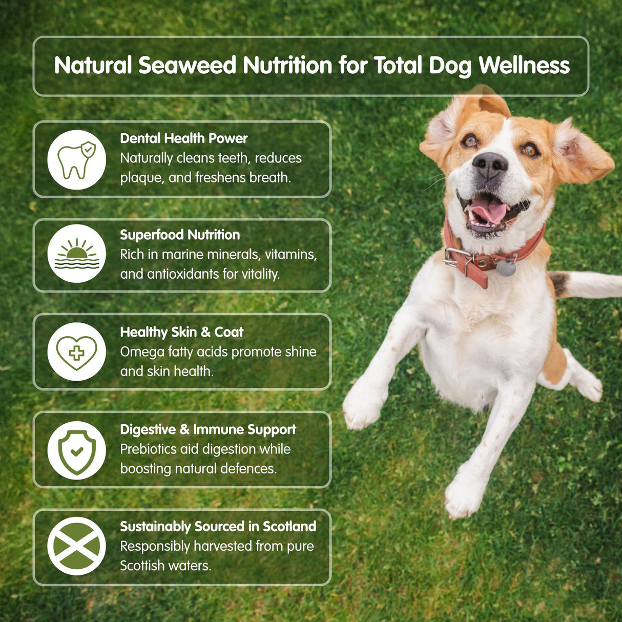 100% Organic Seaweed - Meal & Powder