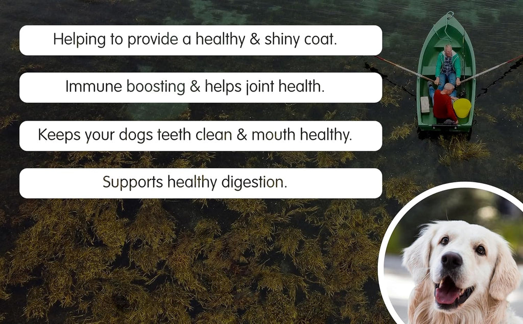 100% Organic Seaweed Meal Supplements Pet Wiz   
