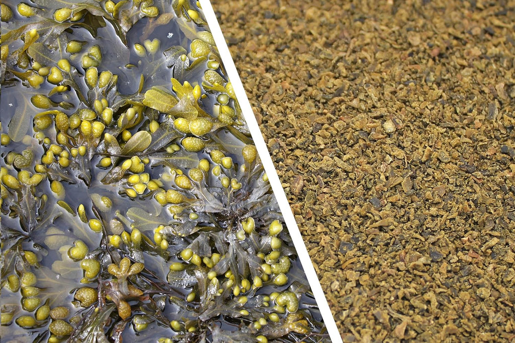 100% Organic Seaweed Meal Supplements Pet Wiz   
