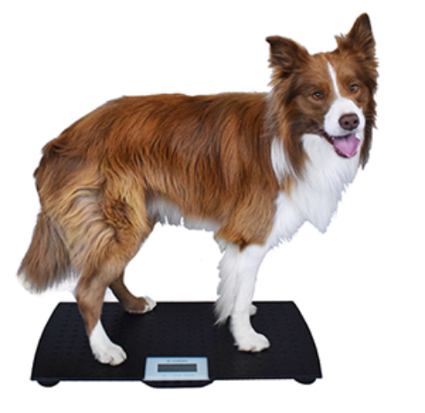 V-100 Veterinary Scale Medical Scales Marsden