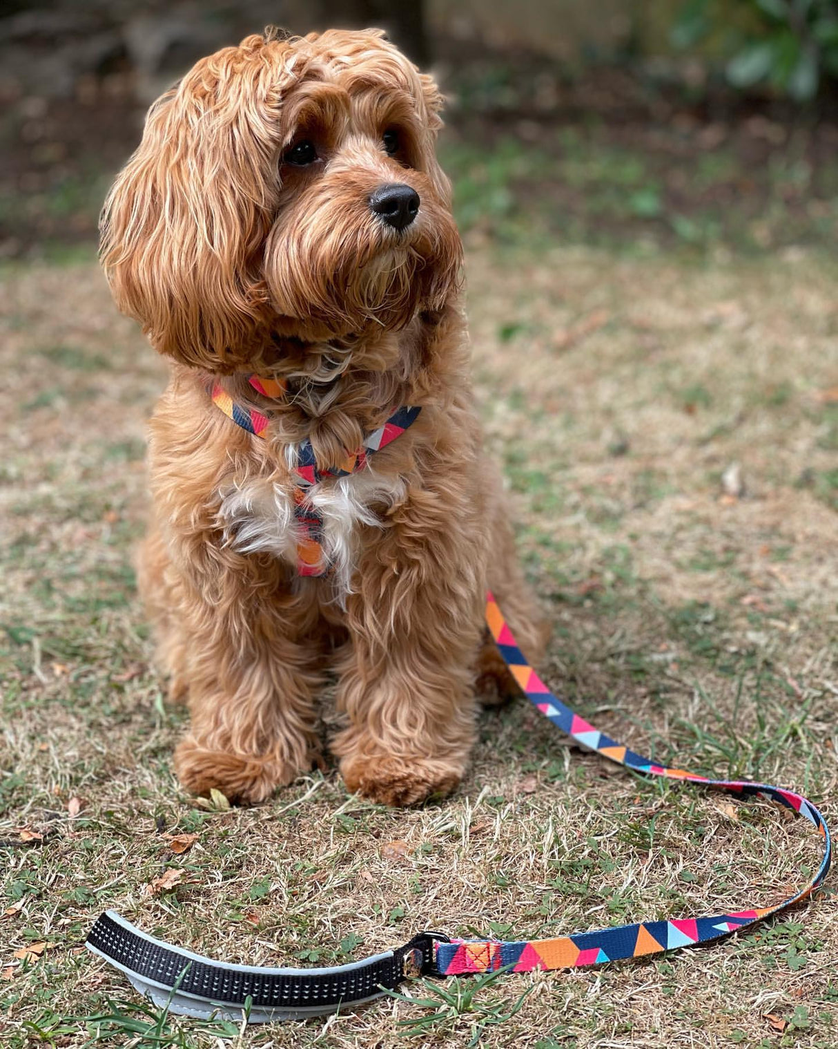 Geometric Collar, Lead, Harness Collars, Leads & Harnesses Pet Wiz   