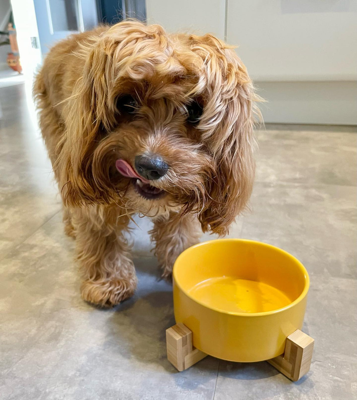 Ceramic Bowl with Bamboo Stand for Dogs & Cats Feeding Pet Wiz   