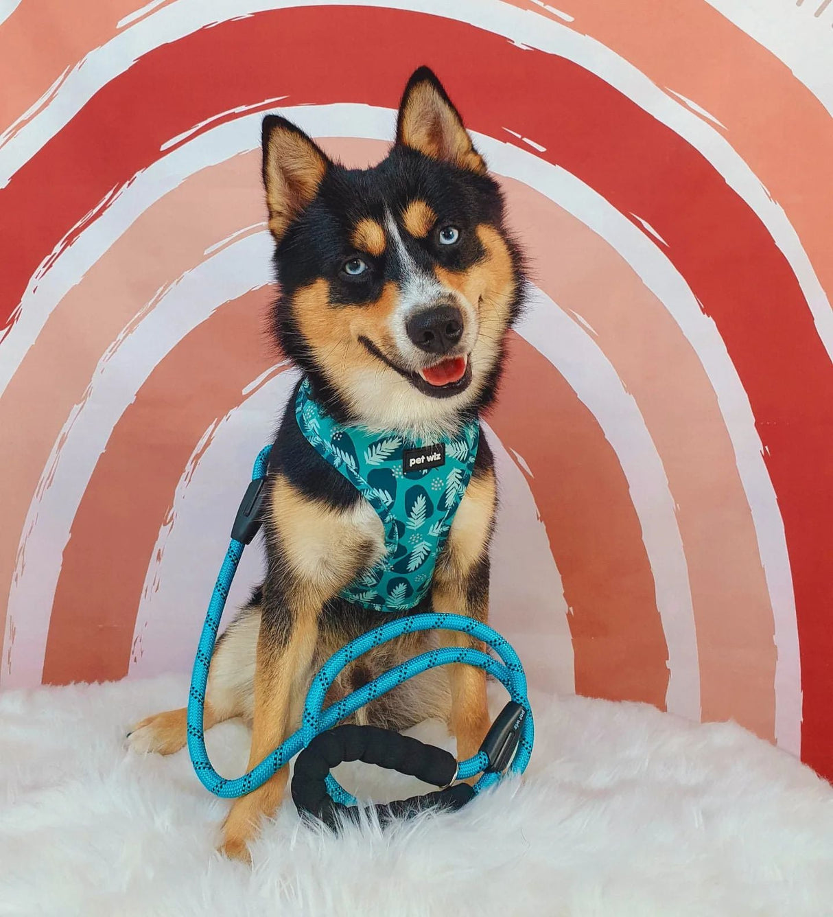 Walkies In The Wild - Harness  Pet Wiz   