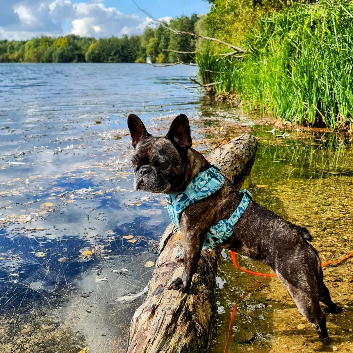 Walkies In The Wild - Harness  Pet Wiz   