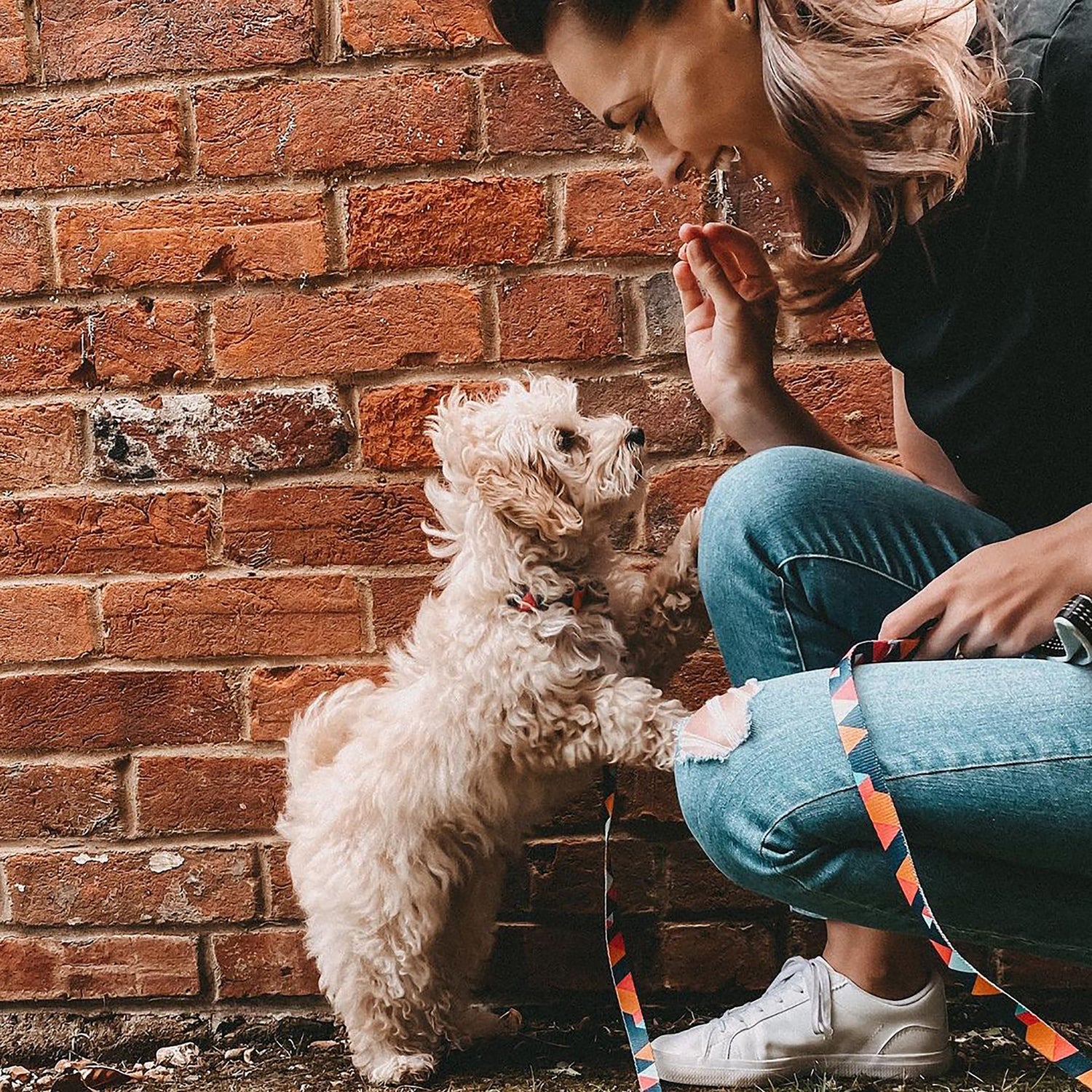 Geometric Collar, Lead, Harness Collars, Leads & Harnesses Pet Wiz   