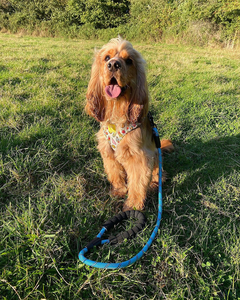 Dog Rope Lead With Reflective Stitching and Padded Handle - Size & Colour Options Collars Leads & Harnesses Pet Wiz   
