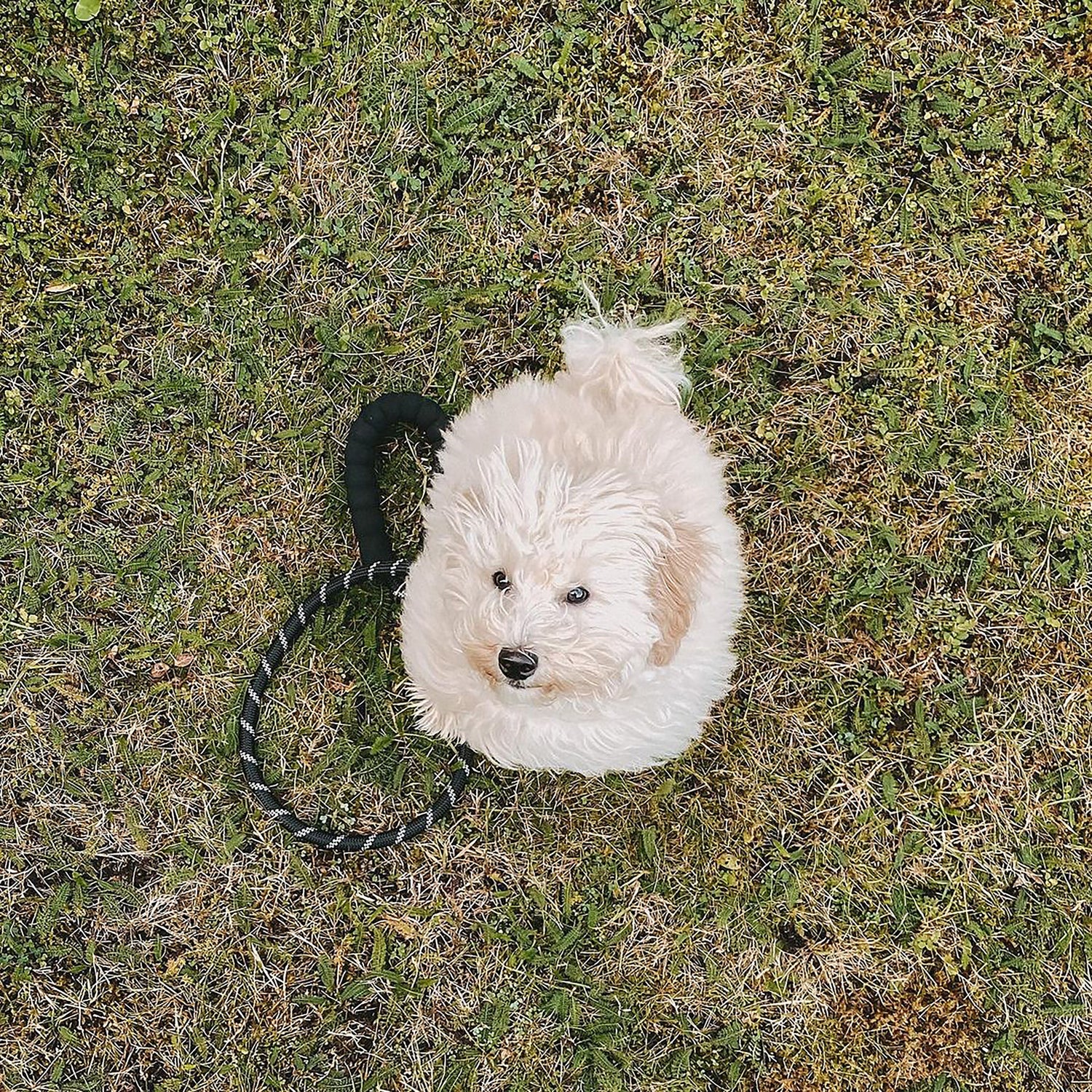 Dog Rope Lead With Reflective Stitching and Padded Handle - Size & Colour Options Collars Leads & Harnesses Pet Wiz   