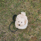 Dog Rope Lead With Reflective Stitching and Padded Handle - Size & Colour Options Collars Leads & Harnesses Pet Wiz   