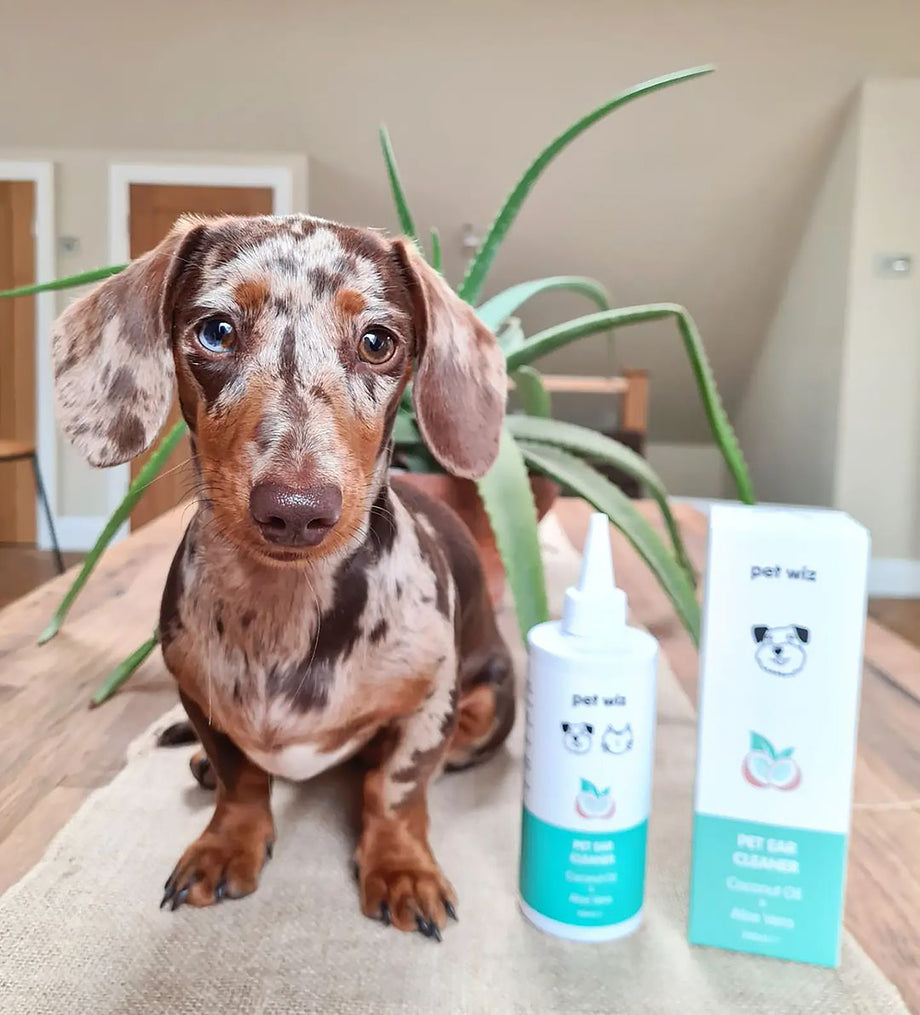 Coconut oil to clean dogs ears 2025