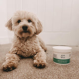 Aloe Vera Eye Wipes for Cleaning Dogs & Cats - Extra Large - Pack of 120  Pet Wiz   