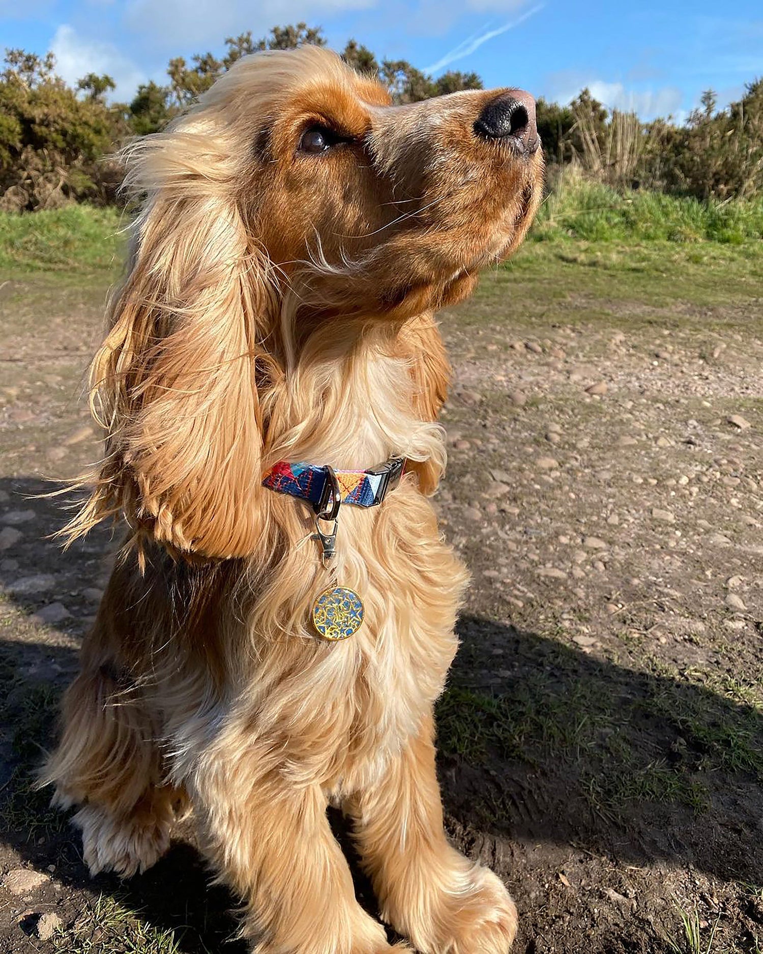 Geometric Collar, Lead, Harness Collars, Leads & Harnesses Pet Wiz   